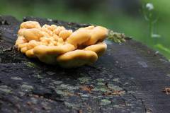 Pilze 