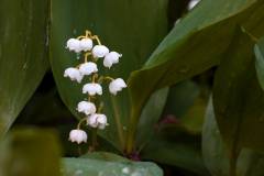Blüten 