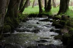 Wasser 