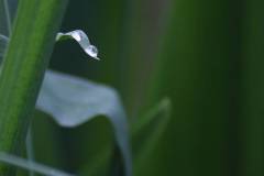 Wasser 