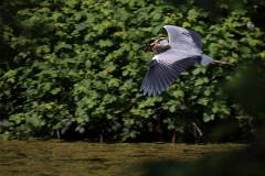 Vögel 