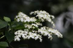 Blüten 