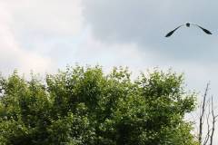 Vögel 