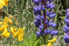 Blüten 