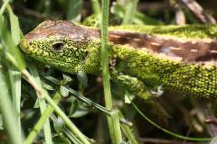 Amphibien/Reptilien 