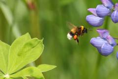 Insekten/Weichtiere 