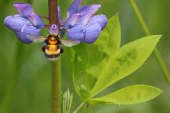 Insekten/Weichtiere 