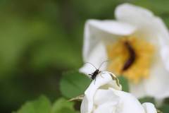 Insekten/Weichtiere 