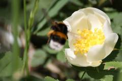 Insekten/Weichtiere 