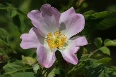 Blüten 