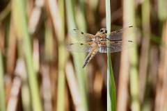Insekten/Weichtiere 