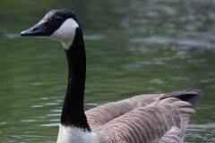 Vögel 