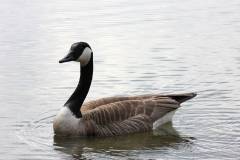 Vögel 