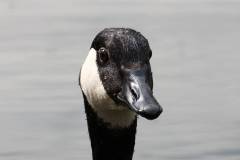 Vögel 