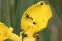 Insekten/Weichtiere 