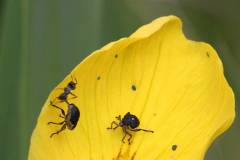 Insekten/Weichtiere 