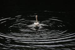Vögel 