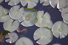 Pflanzen 