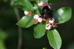 Insekten/Weichtiere 
