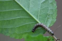 Insekten/Weichtiere 