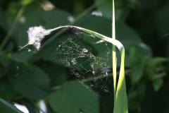 Insekten/Weichtiere 