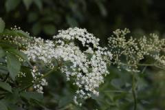 Blüten 