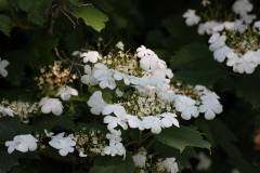 Blüten 