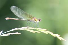 Insekten/Weichtiere 