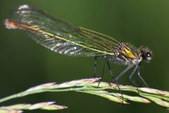 Insekten/Weichtiere 