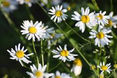 Blüten 