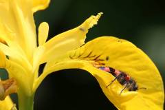 Insekten/Weichtiere 