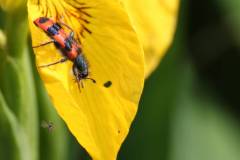 Insekten/Weichtiere 
