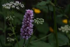 Blüten 