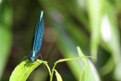 Insekten/Weichtiere 
