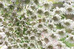 Blüten 