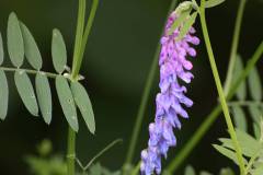 Blüten 