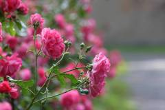Blüten 