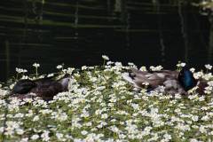 Vögel 