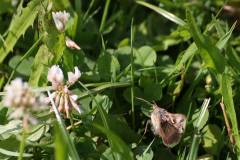 Insekten/Weichtiere 