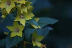 Blüten 