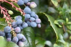 Frucht 