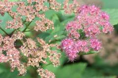 Blüten 