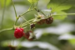 Frucht 