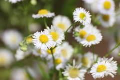 Blüten 