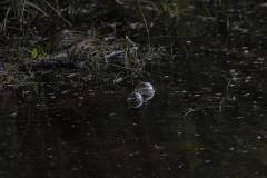 Wasser 