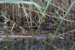 Wasser 