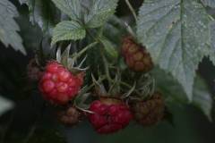 Frucht 