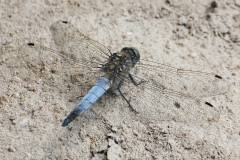 Insekten/Weichtiere 