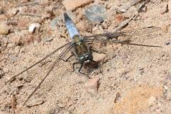 Insekten/Weichtiere 