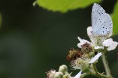 Insekten/Weichtiere 